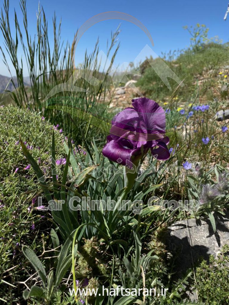 گزارش برنامه صعود به قله جانستون به ارتفاع 3950 متر از روستای آبنیک